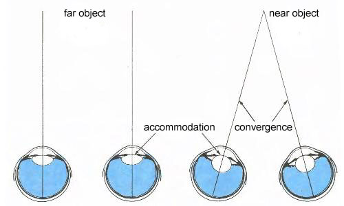 Binocular Convergence