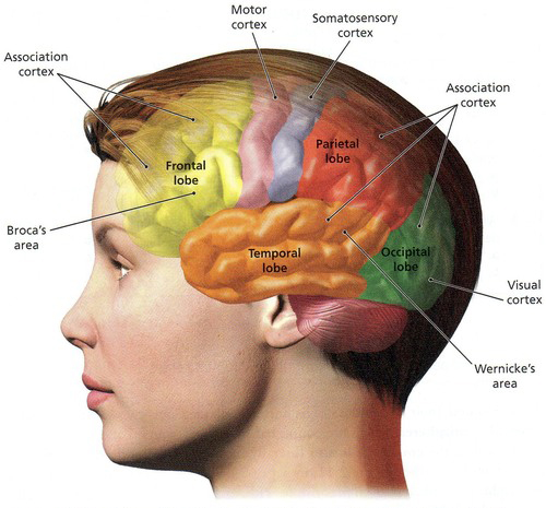 <b>...</b> information from the eyes is transmitted to the primary <b>visual cortex</b>. - head-brain-visual-cortex-location